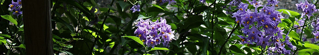 Bandeau Solanaceae