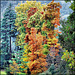 CWP 10/2020 - i colori dell'autunno - 4point