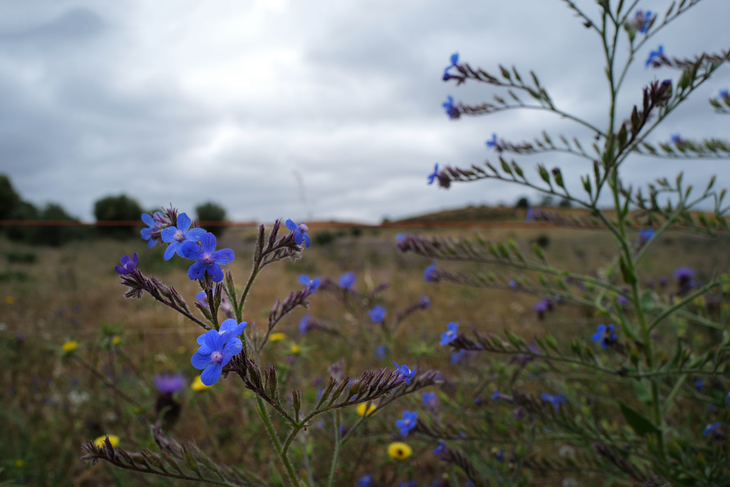 Anchusa azurea, Boraginaceae