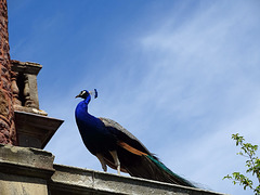 Proud as a Peacock at Powis