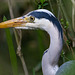 Heron