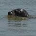 Photo de la baie de Somme (80)