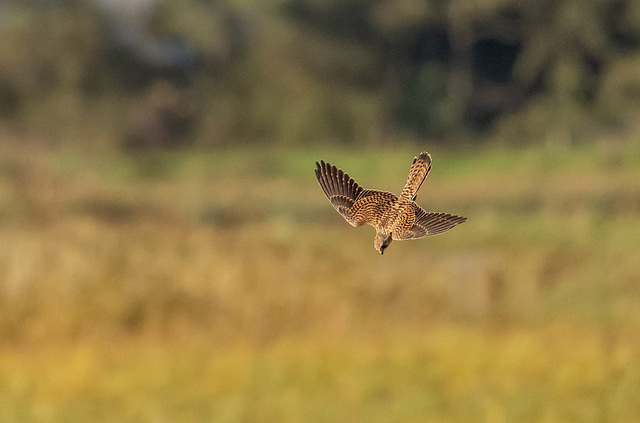 Kestrel diving