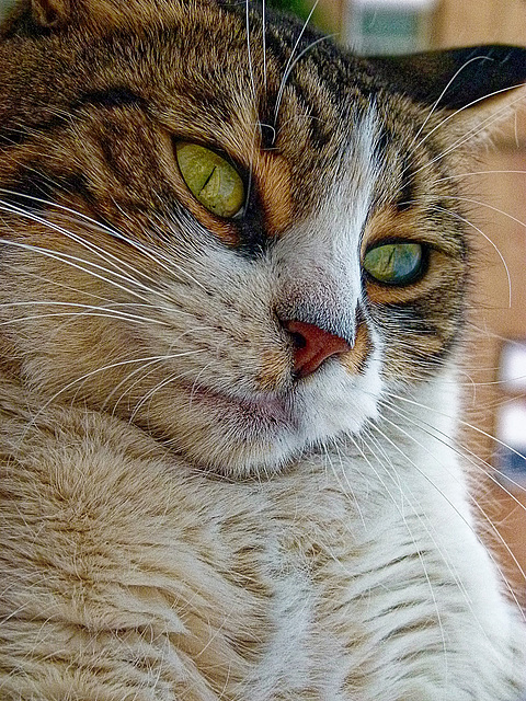 Katzenblick 3