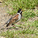 Reed bunting eating insect