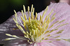 Clematis flower macro closeup