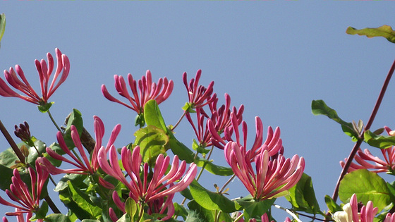 Now the old tree has come down, the honeysuckle has room to bloom