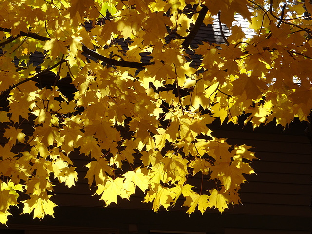 Boston in October