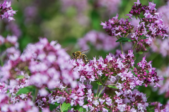 Bienenweide Oregano