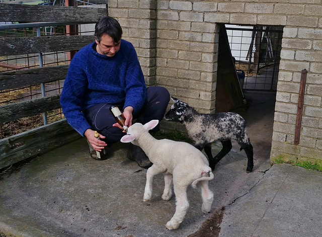 lambs' al fresco lunch