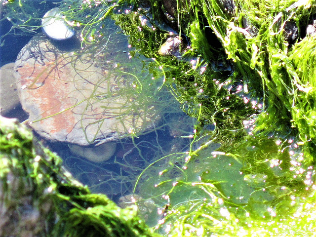 I sat next to a rock pool