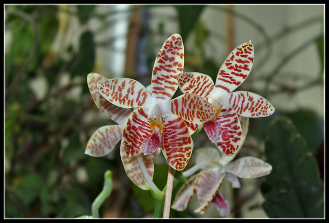 Phalaenopsis sumatrana South Thailand (3)