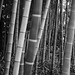 Bamboo