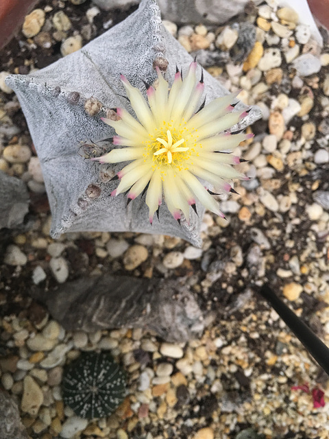 Astrophytum myriostigma tulense