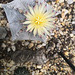 Astrophytum myriostigma tulense