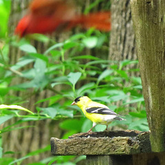 Goldfinch & cardinal