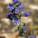 Cascades Penstemon