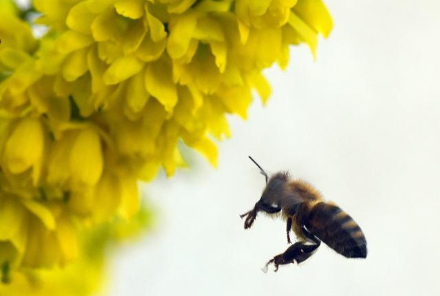 Biene im Anflug auf eine Mahonia-Blüte