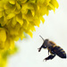 Biene im Anflug auf eine Mahonia-Blüte
