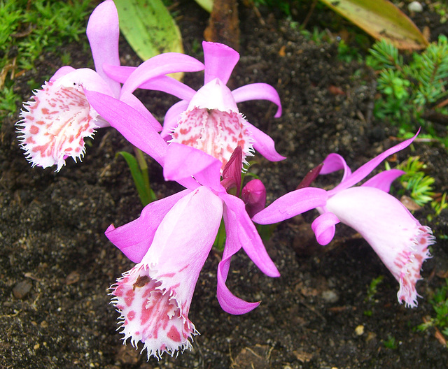 Pleione- Orchidee