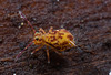 IMG 7523Collembola