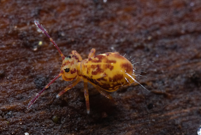 IMG 7523Collembola