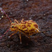IMG 7523Collembola