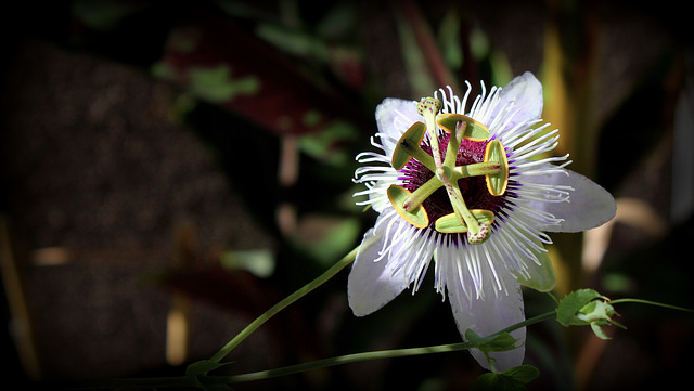 Passiflora Panda (hybride)