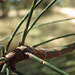 Allocasuarina Fasciation Juncture