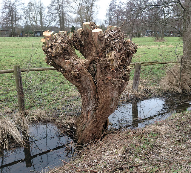 Kopfweide, Stübenhofer Weg