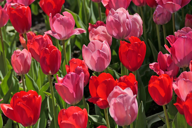 Pinks and reds