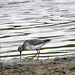 Wood sandpiper