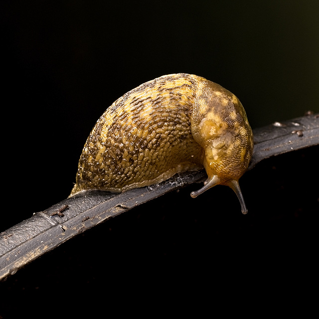 Sunday Slug