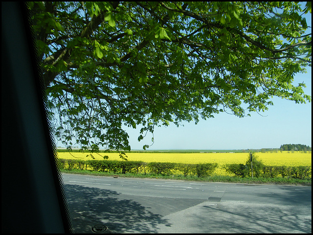 rapefield near somewhere