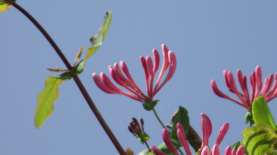 It looks pretty against the  blue sky