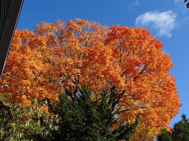 Boston in October