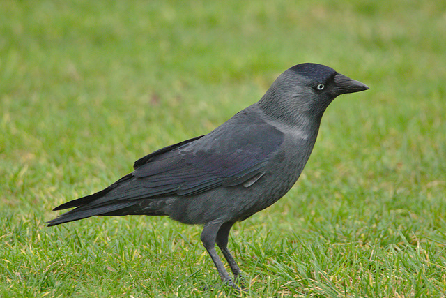 IMG 0065Jackdaw