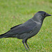 IMG 0065Jackdaw