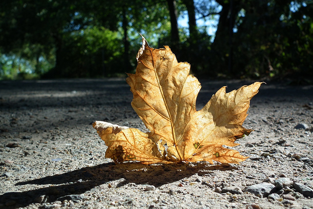 sur le chemin vers l'automne