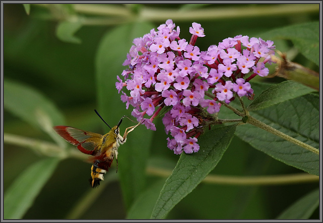 sphinx colibri  .......