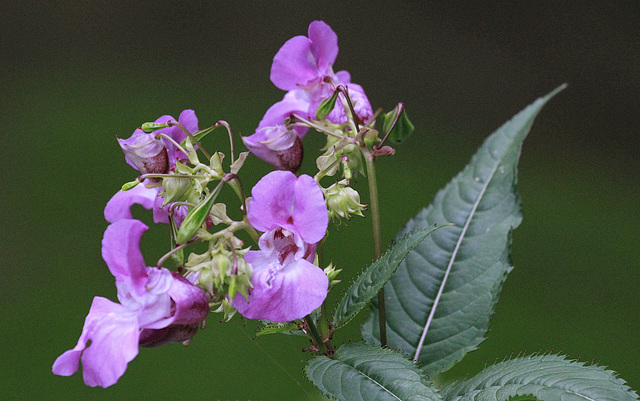 La belle invasive