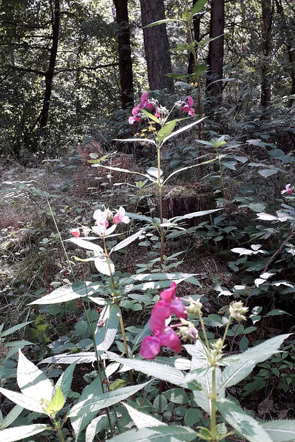 Frauenschuh im Wald