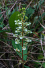 Ponthieva racemosa (Shadow-witch orchid)