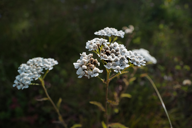 Achillea millefolium, Canada L1010474