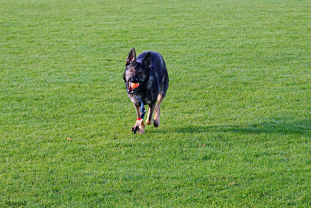 Maxi spelen op het voetbalveld