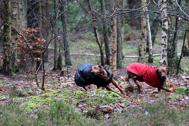 EOS 6D Peter Harriman 13 00 07 09380 HeathLakeDogs dpp