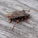 20110519 2627RAw [D~MI] Lederwanze, Großes Torfmoor, Hille