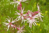 Silène fleur de coucou = Silene flos-cuculi, Caryophyllacées (Haute-Savoie, France)