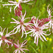 Silène fleur de coucou = Silene flos-cuculi, Caryophyllacées (Haute-Savoie, France)