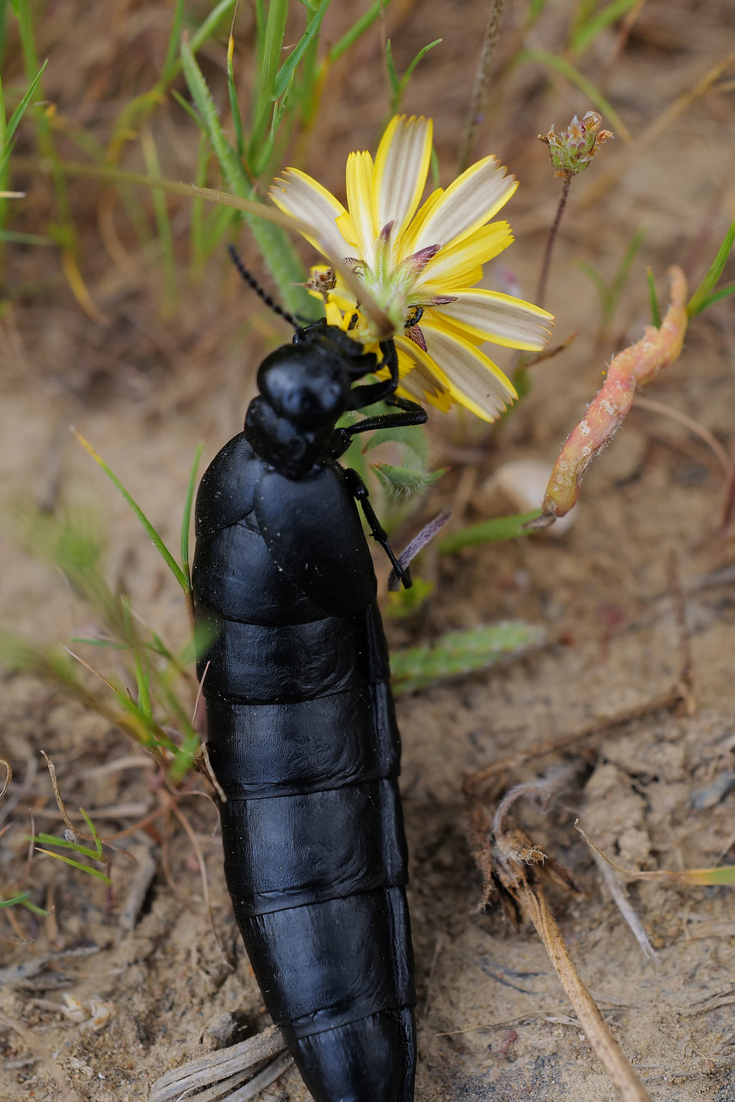 Berberomeloe tenebrosus ?